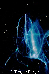 Illouminous Gellyfish, night dive, Alternatives. by Trygve Borge 